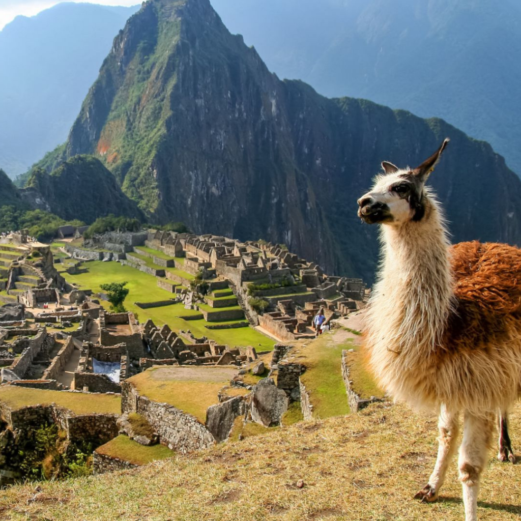 Lama che pascola sulle terrazze di Machu Picchu, Perù, parte delle esperienze aziendali di Rixner DMC