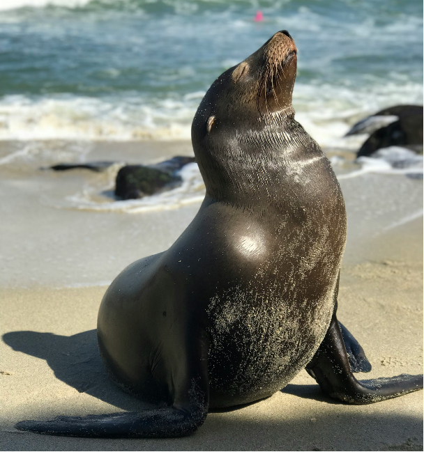 Lobo marino che riposa su una spiaggia della costa dell'Uruguay.
