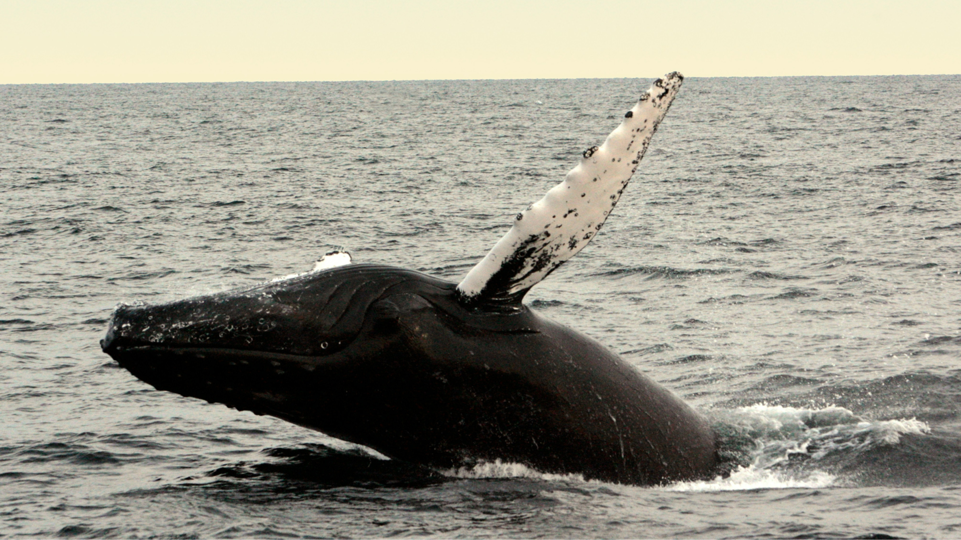 Una balena balena emerge dall’oceano di fronte alla costa nord del Perù.