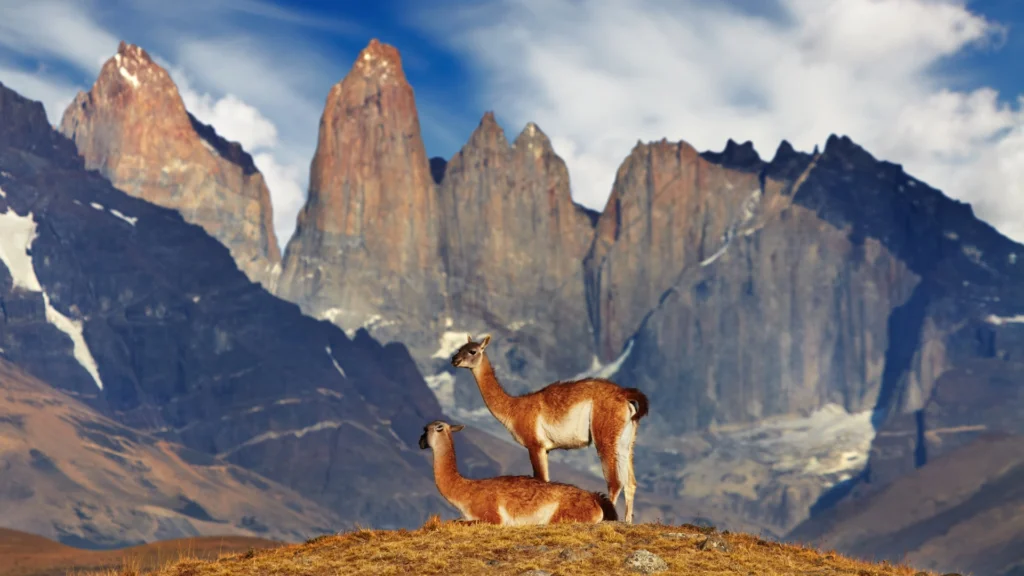 Guanoques in front of the Torres del Paine, Torres del Paine National Park, Chilean Patagonia