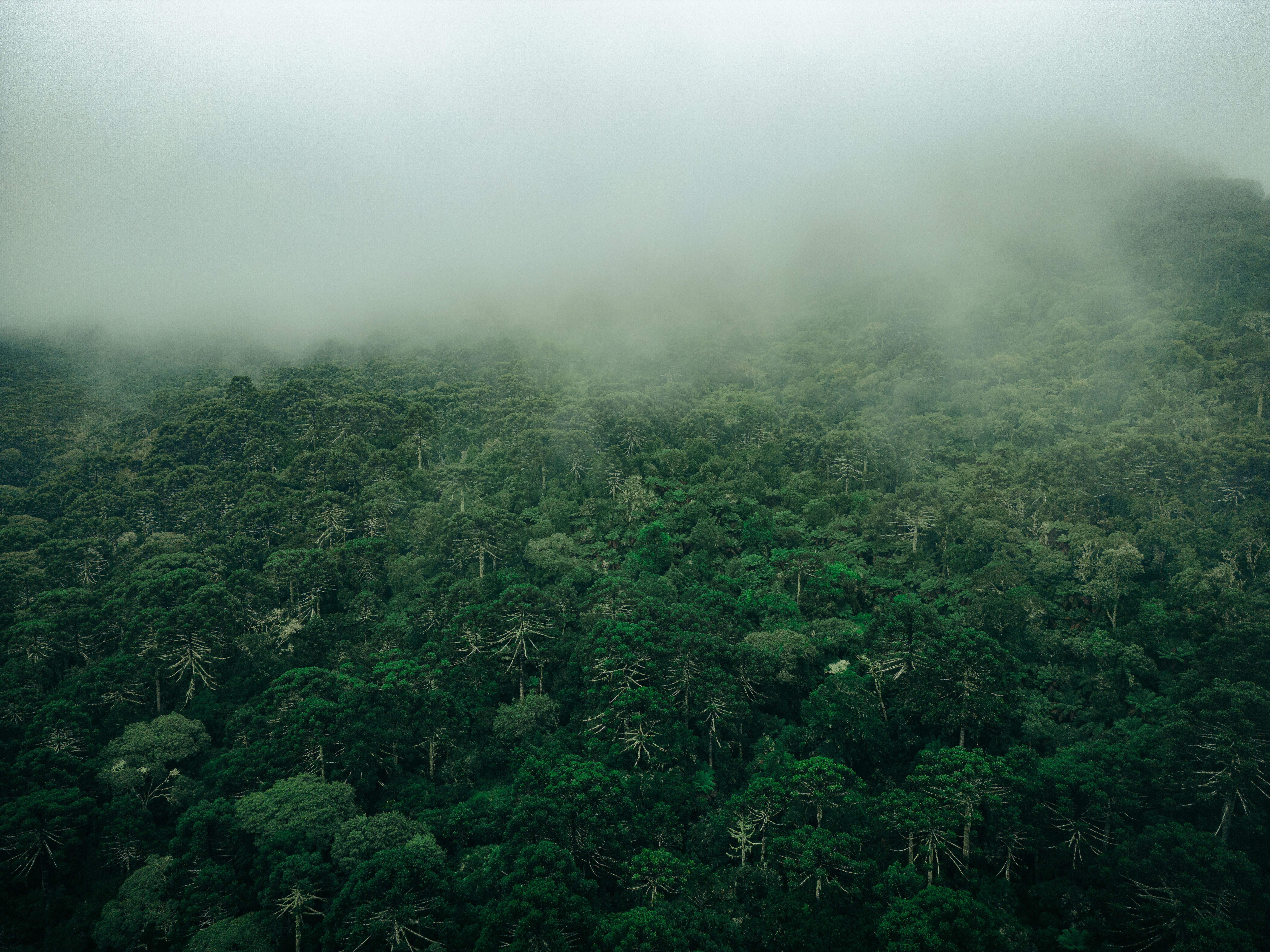 Vista aerea di una foresta tropicale coperta da nebbia in Brasile.
