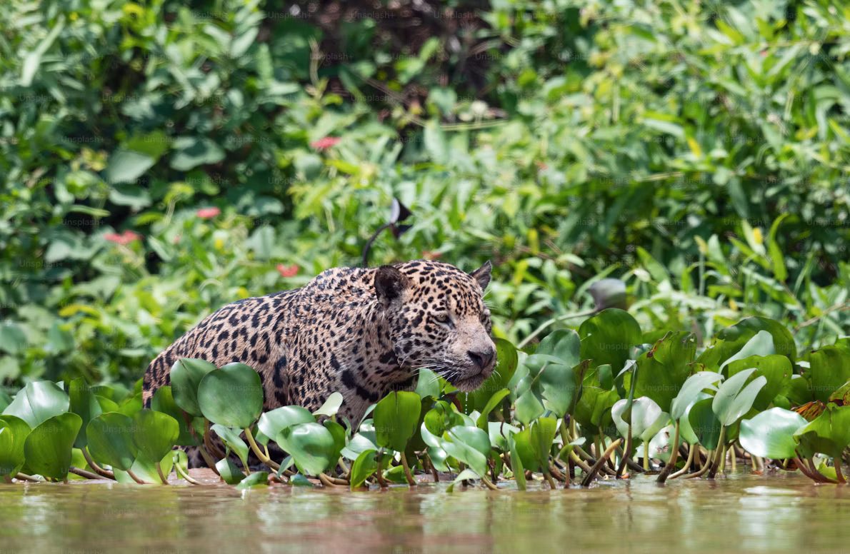 Jaguar walking among the vegetation of the Misiones jungle in Iguazú, Argentina.