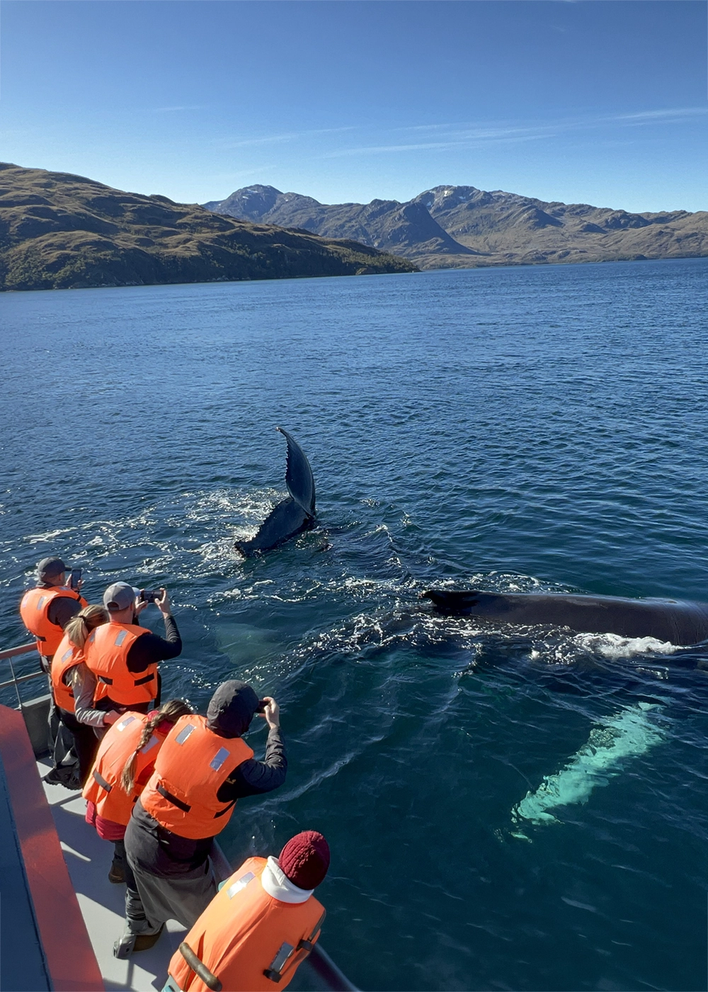 Observação de baleias na Patagônia chilena durante uma experiência de navegação