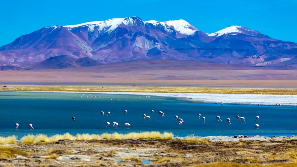 Flamingos in an alpine lagoon with snow-capped volcanoes in the background, in the Atacama Desert, Chile