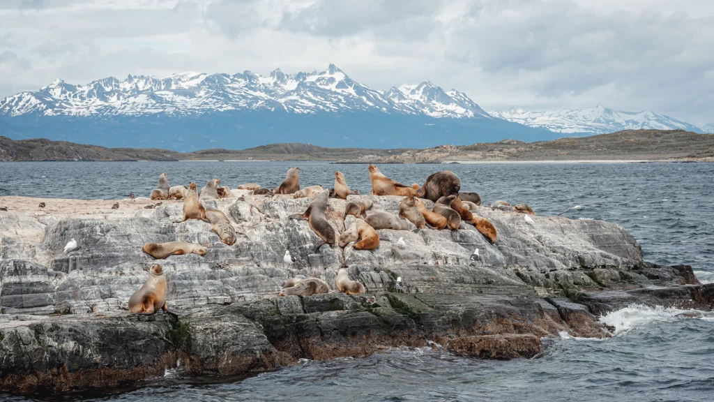 Sea lions on the Isle of the Lions, Beagle Channel, Ushuaia